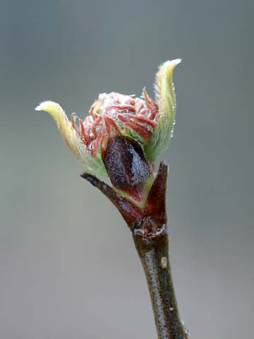 ミヤマガマズミの芽吹き