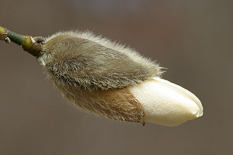 コブシのつぼみ