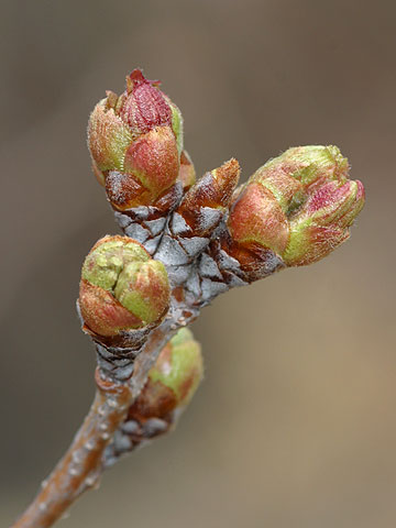 サクラの花芽