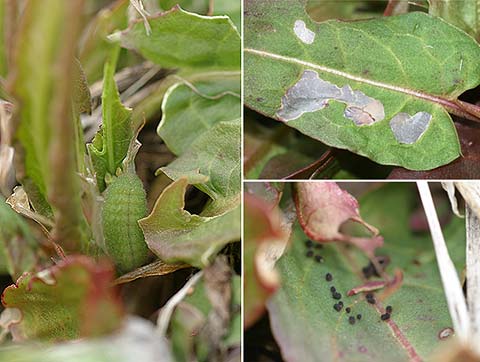 ベニシジミの幼虫