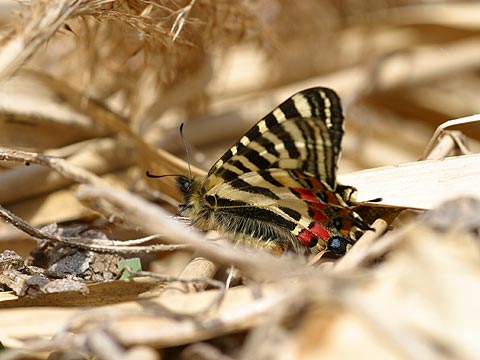 ヒメギフチョウ