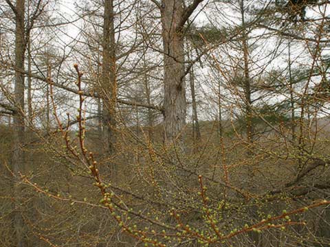 カラマツの芽吹き