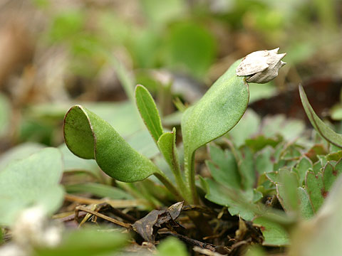 オオブタクサの芽