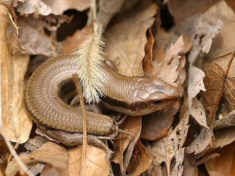 日光浴するトカゲ