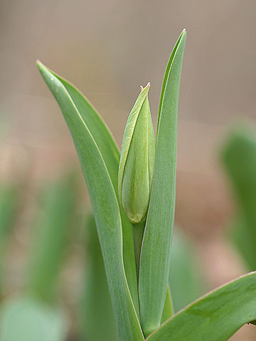 チューリップのつぼみ