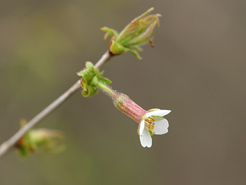 チョウジザクラ