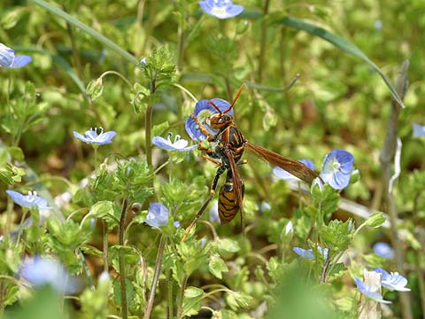 セグロアシナガバチ