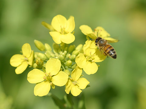 ナノハナとセイヨウミツバチ
