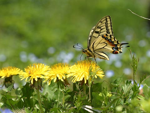 キアゲハとタンポポ