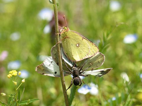モンキチョウを襲うクモ