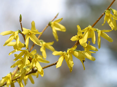 アトリエのレンギョウ