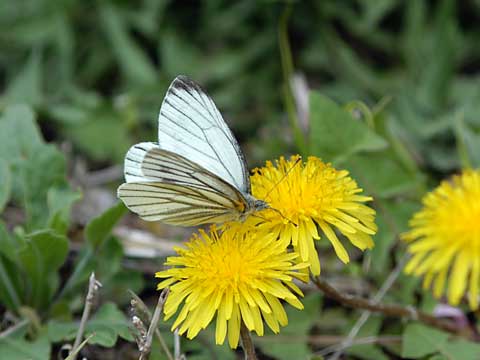 タンポポとスジグロシロチョウ