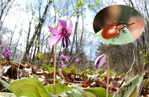 カタクリハムシ