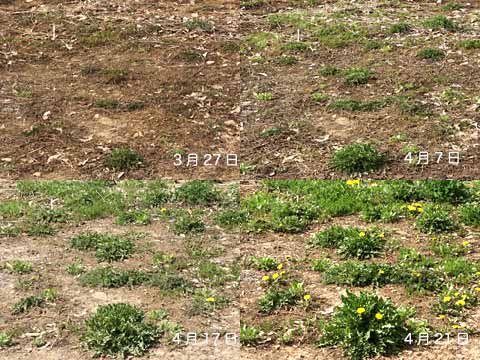 空き地が緑色になっていく