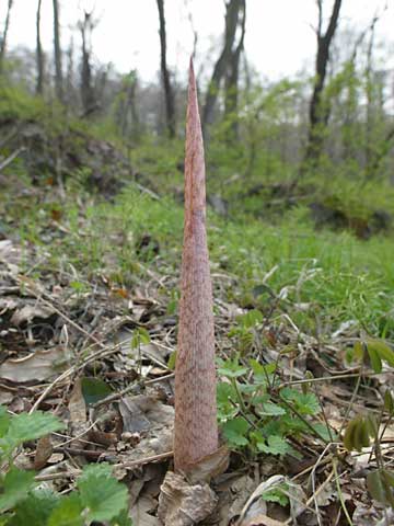 テンナンショウの芽吹き