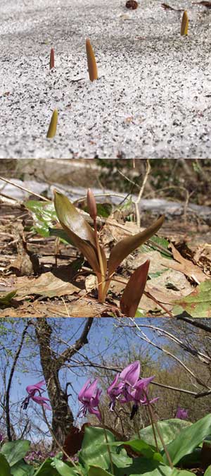 北陸のカタクリ