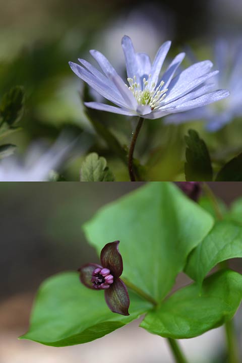 キクザキイチゲとエンレイソウ