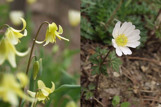 庭の花（アネモネと黄色いカタクリ）