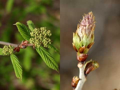 ガマズミとフジ