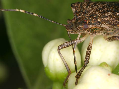 クサギカメムシ