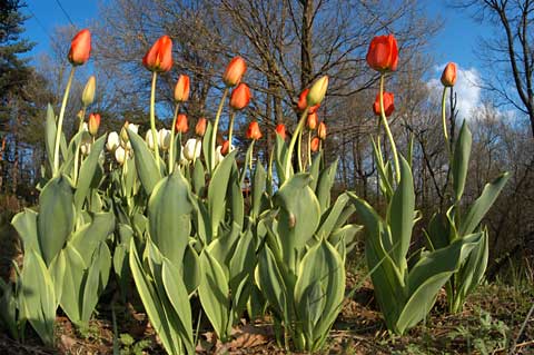 庭のチューリップ