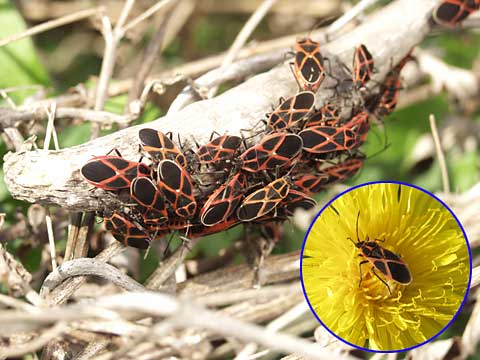 ジュウジナガカメムシ