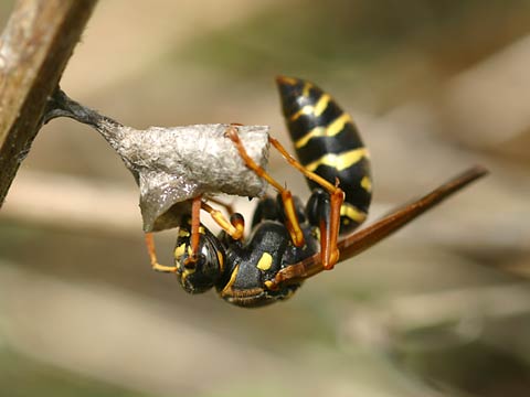 フタモンアシナガバチの巣作り