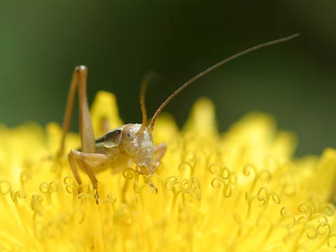 キリギリスの幼虫