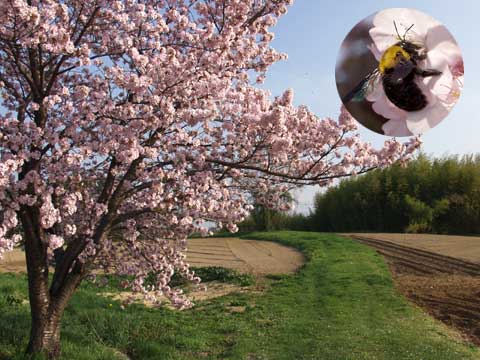 サクラにきたクマバチ