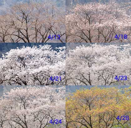 サクラの定点撮影