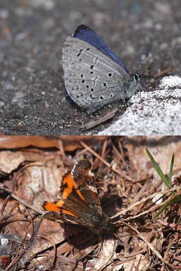 スギタニルリシジミ