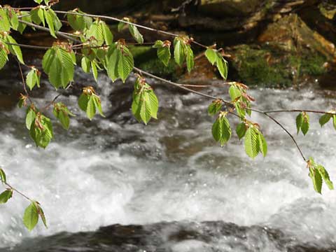 ブナの新緑