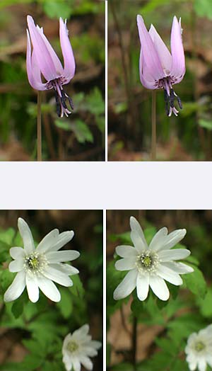 立体写真（カタクリ、キクザキイチゲ）