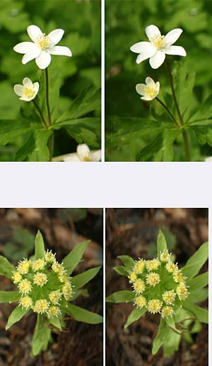 立体写真（ニリンソウ、フキ）