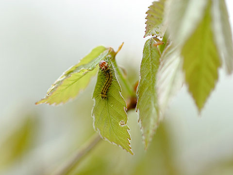 ヤママユガの幼虫