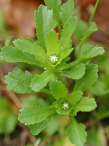 フランスギクの蕾
