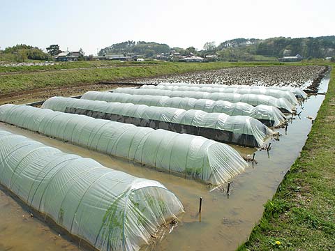 田んぼの苗代