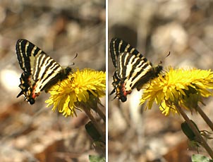 ヒメギフチョウの立体写真