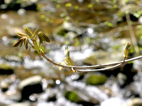 トチノキの新芽