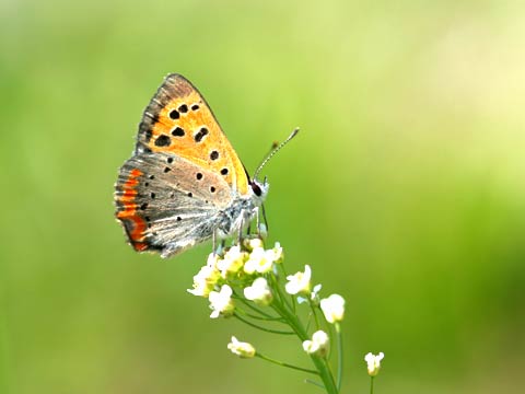 なわばりを張るベニシジミ