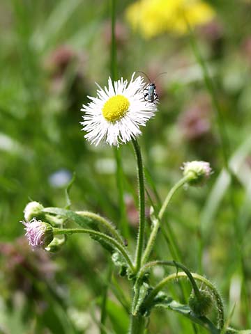 ハルジオンとモモブトカミキリモドキ