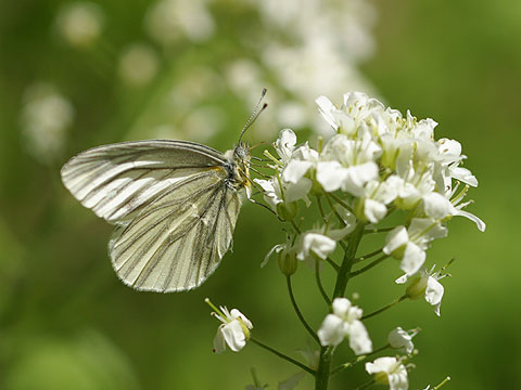 スジグロシロチョウ
