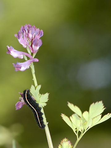 ウスバシロチョウの幼虫