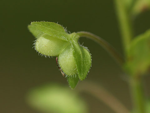 オオイヌノフグリの実
