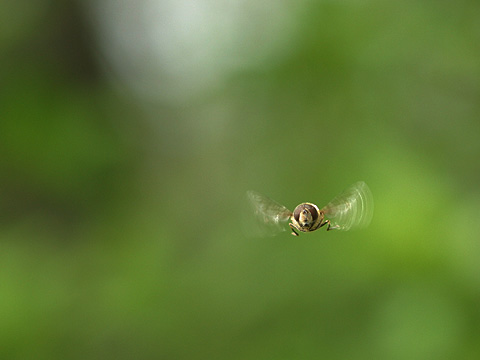 ホバリングするアブ