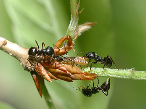 アリとカメムシ