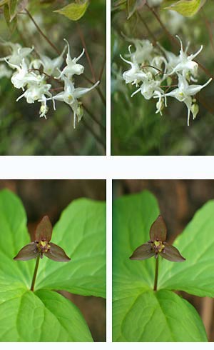 イカリソウとエンレイソウ（立体写真）