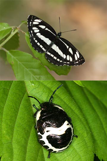 今年はじめて見る虫