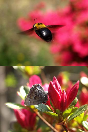 コツバメの産卵、クマバチ（ツツジの花）