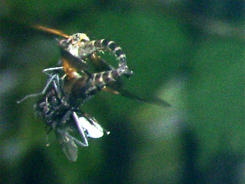 オドリバエの空中交尾